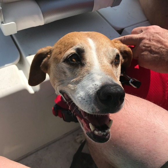 Meet your Posher, Elizabeth - Picture 1 of 1